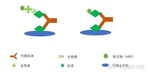 ELISA 从原理到操作步骤全套详解 知乎