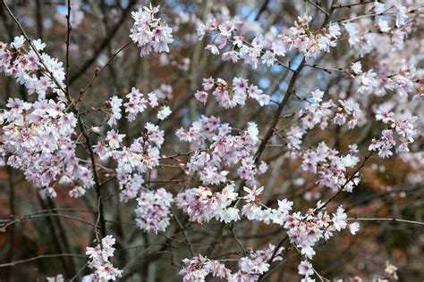 紅葉と冬桜【城峯公園：埼玉県児玉郡神川町】 フォトさいたま