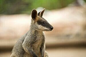 Can Wallabies And Kangaroos Interbreed? - Cool Wood Wildlife Park