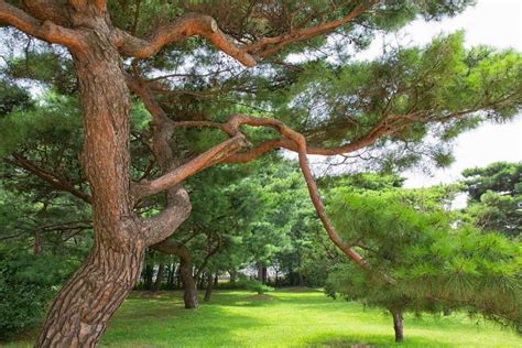 15+ Pine Trees Landscaping Ideas