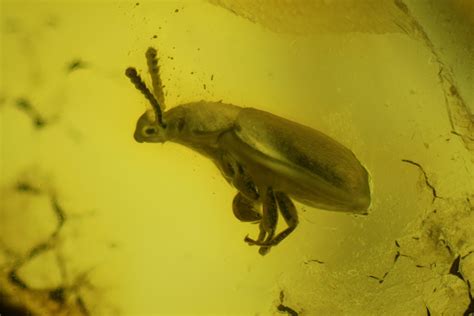 Fossil Ant, Beetle, Fly and Mite in Baltic Amber (#163494) For Sale