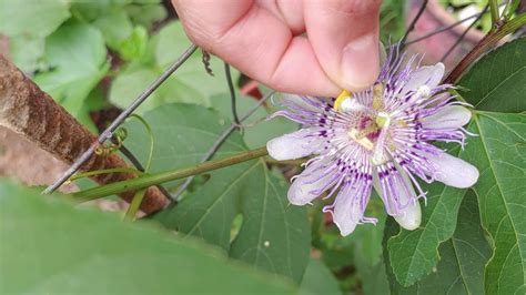 How To Hand Pollinate Passion Fruit Flowers Youtube