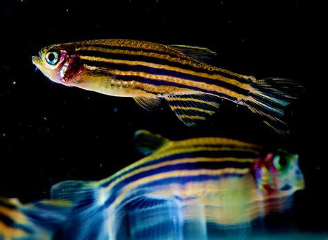Researching Regeneration Through the Zebrafish 