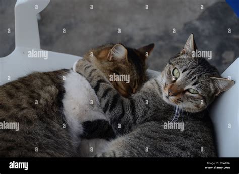 lazy cats Stock Photo - Alamy