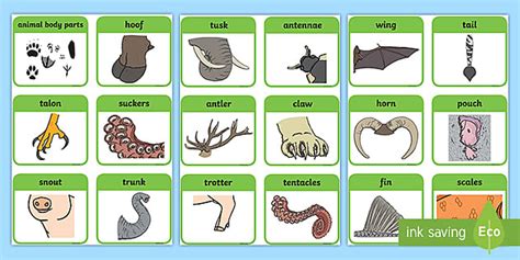 animal body parts flashcards