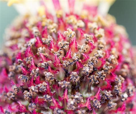 Premium Photo Close Up Of Pink Flowers