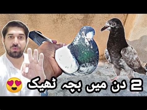 Bemar Bacha 2 Mai Thik Ho Gya Asim Saeed Pigeons YouTube