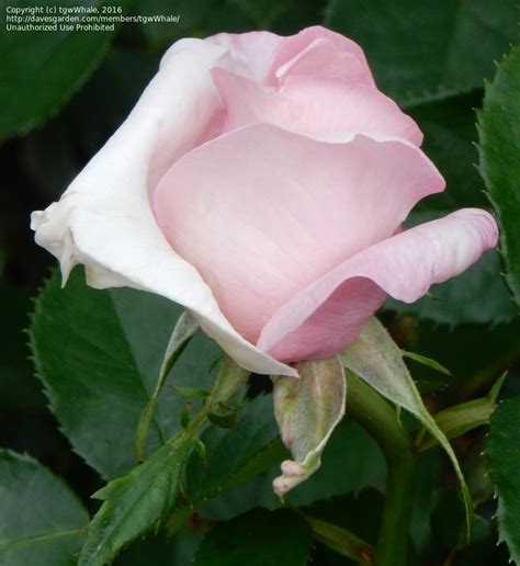 Plantfiles Pictures Hybrid Tea Rose Meredith Rosa By Tgwwhale