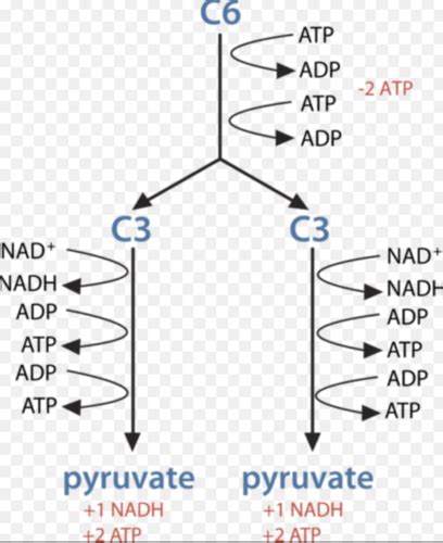 Ap Biology Cellular Respiration And Fermentation Flashcards Quizlet