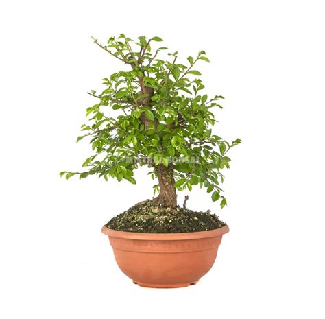 Ulmus Parvifolia Bonsai 15 Years Chinese Elm Mistral Bonsai