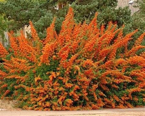 OGNIK ORANGE GLOW POMARAŃCZOWY Pyracantha P9 Drzewa i krzewy