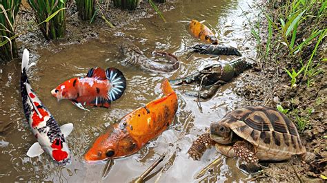 Menemukan Perangkap Ikan Cupang Asli Ikan Koi Asli Dan Lobster