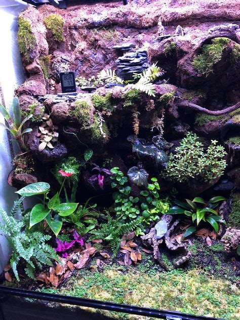 100 Chameleon Bioactive Vivarium Ideas Vivarium Bioactive Vivarium