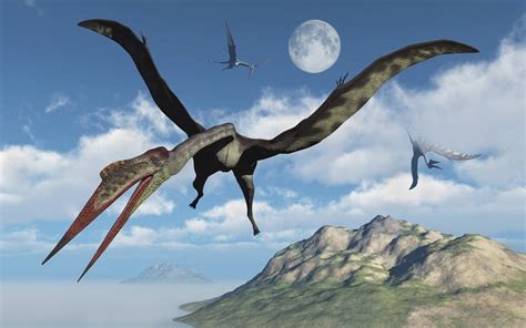 Quetzalcoatlus Wallpapers Top Free Quetzalcoatlus Backgrounds