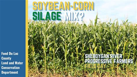 Soybean Corn Silage Mix YouTube