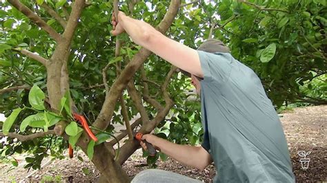 Pruning Citrus Gardening Australia