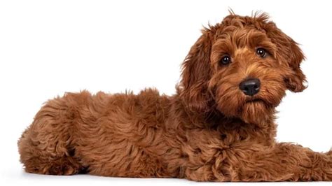 Double Doodle: Getting to know this mixed breed