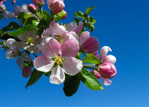 Sholan Farms Apple Blossom Festival & Craft Fair 2024 - Living in ...