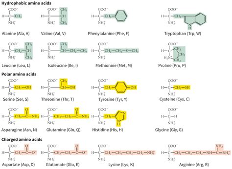 Bio 475 Biochem Amino Acids 2022 Diagram Quizlet