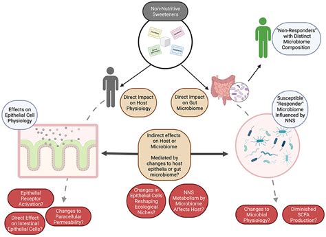 Frontiers Non Nutritive Sweeteners And Their Impacts On The Gut