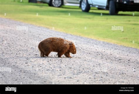 Wombat in Australia Stock Photo - Alamy