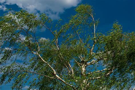 Windy day. stock photo. Image of tree, wind, birch, outdoor - 28932352