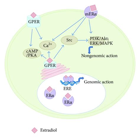 Schematic Overview Of Estradiol Mediated Genomic Signaling Pathway Via Download Scientific