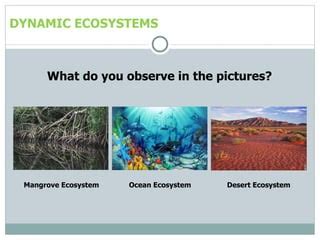 Dynamic ecosystem | PPT