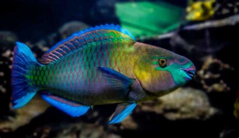 Blue Tang Hippo Tang 101 A Complete Dive Into Care Habitat And Facts