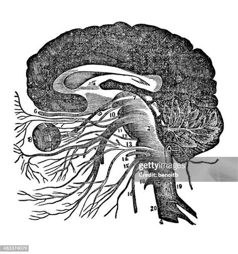 Meninges Drawing Photos And Premium High Res Pictures Getty Images