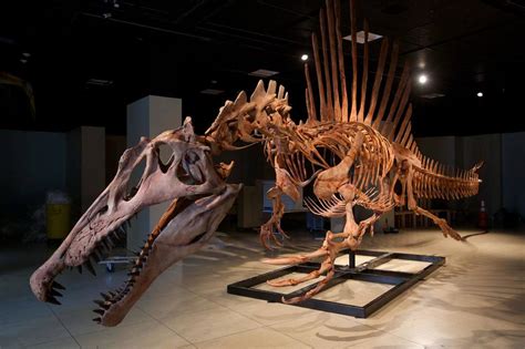 A Challenge to the Semi-aquatic Life of Spinosaurus - Fossil News - The Fossil Forum