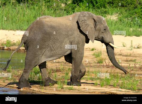 Indian elephants trunk hug hi-res stock photography and images - Alamy