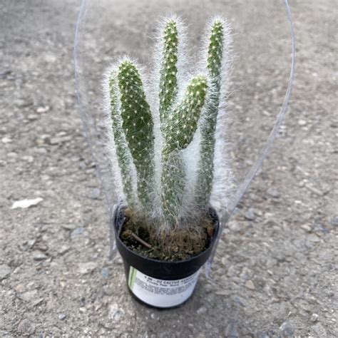 Prickly Pear ‘snow Cactus Opuntia ‘snow Tropicalshouseplants