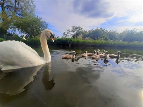 Top canal boat holiday wildlife hotspots | Anglo Welsh Ltd