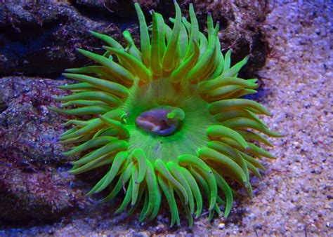 Seeanemone; Foto: Fred Häusler - Duft und Kunst - Duftkunst MINAROSA