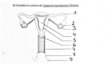 Système reproducteur féminin Flashcards Quizlet