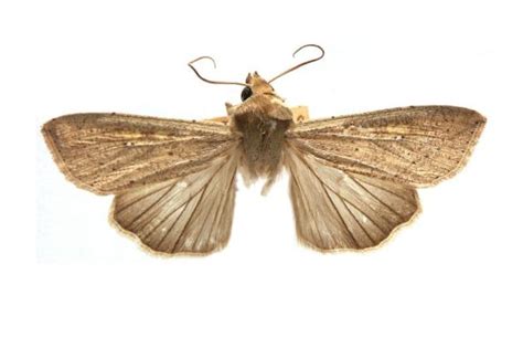 Mythimna separata – Australian Moths Online