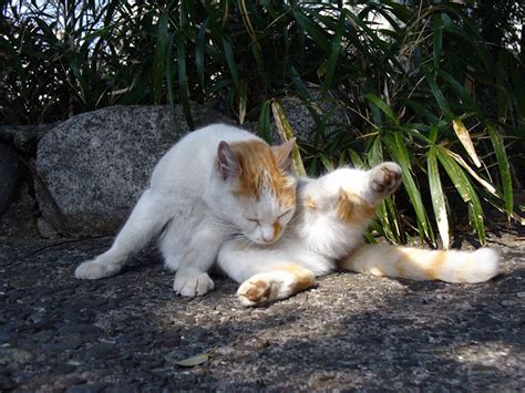 興奮した後は 町猫 旅猫 猫は何処にでもいるよ