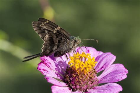 Long Tailed Skipper Butterfly Urbanus Proteus On Pink Zinnia