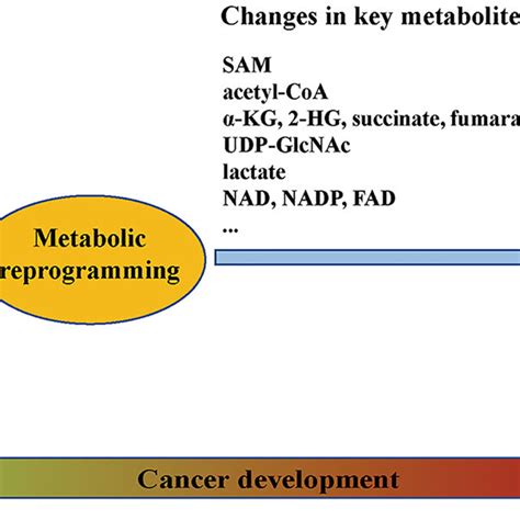 Connections Between Metabolic Reprogramming And Epigenetic