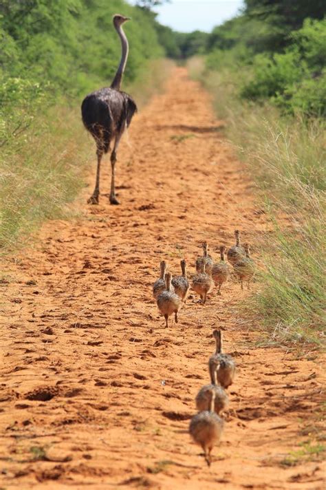 Ostrich Hen And Chicks African Wildlife Background Following Mom