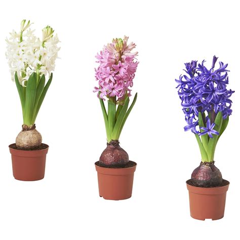 HYACINTHUS Potted Plant 1 Bulb Hyacinth Assorted Colours 8 Cm IKEA