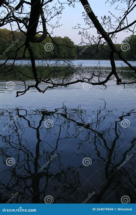 Branches Of Naked Deciduous Trees Royalty Free Stock Photography CartoonDealer 62834399