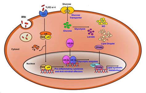 Process Of The Immune Response And Metabolic Reprogramming In