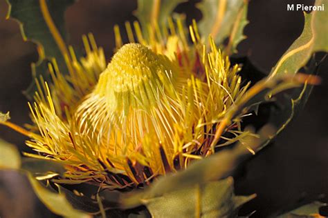 Banksia Heliantha Syn Dryandra Quercifolia Australian Native