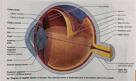 A P Lab Exercise Special Senses Anatomy Of Visual System