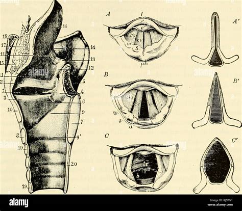 The Chordates Chordata Mammalia Visceral Systems 613 Fig 471