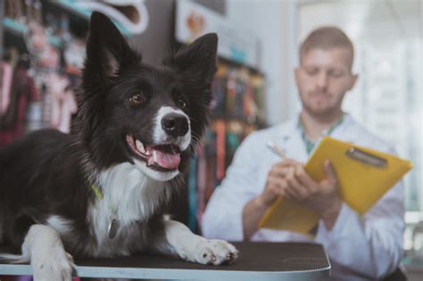 La Ricetta Elettronica Veterinaria Centro Veterinario Montecchio