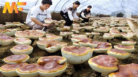 How To Red Reishi Mushroom Farming From Wooden Log Reishi Mushroom