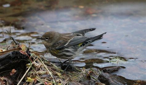 Yellow Rumped Warbler Paruline Croupion Jaune Femelle Flickr